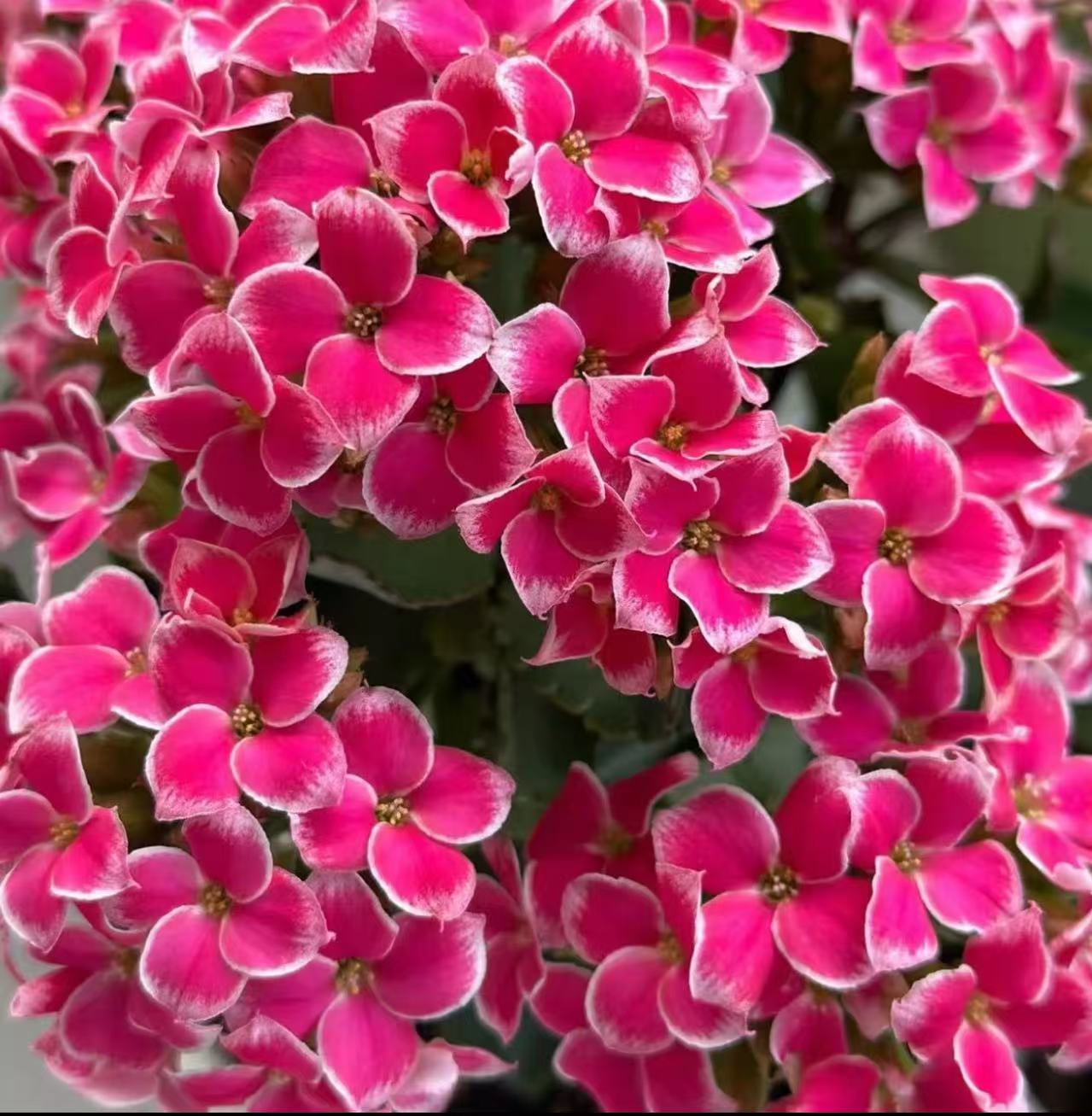 《光彩/粉岩丁》130盆单瓣长寿花一代苗独颗 介意打顶勿拍