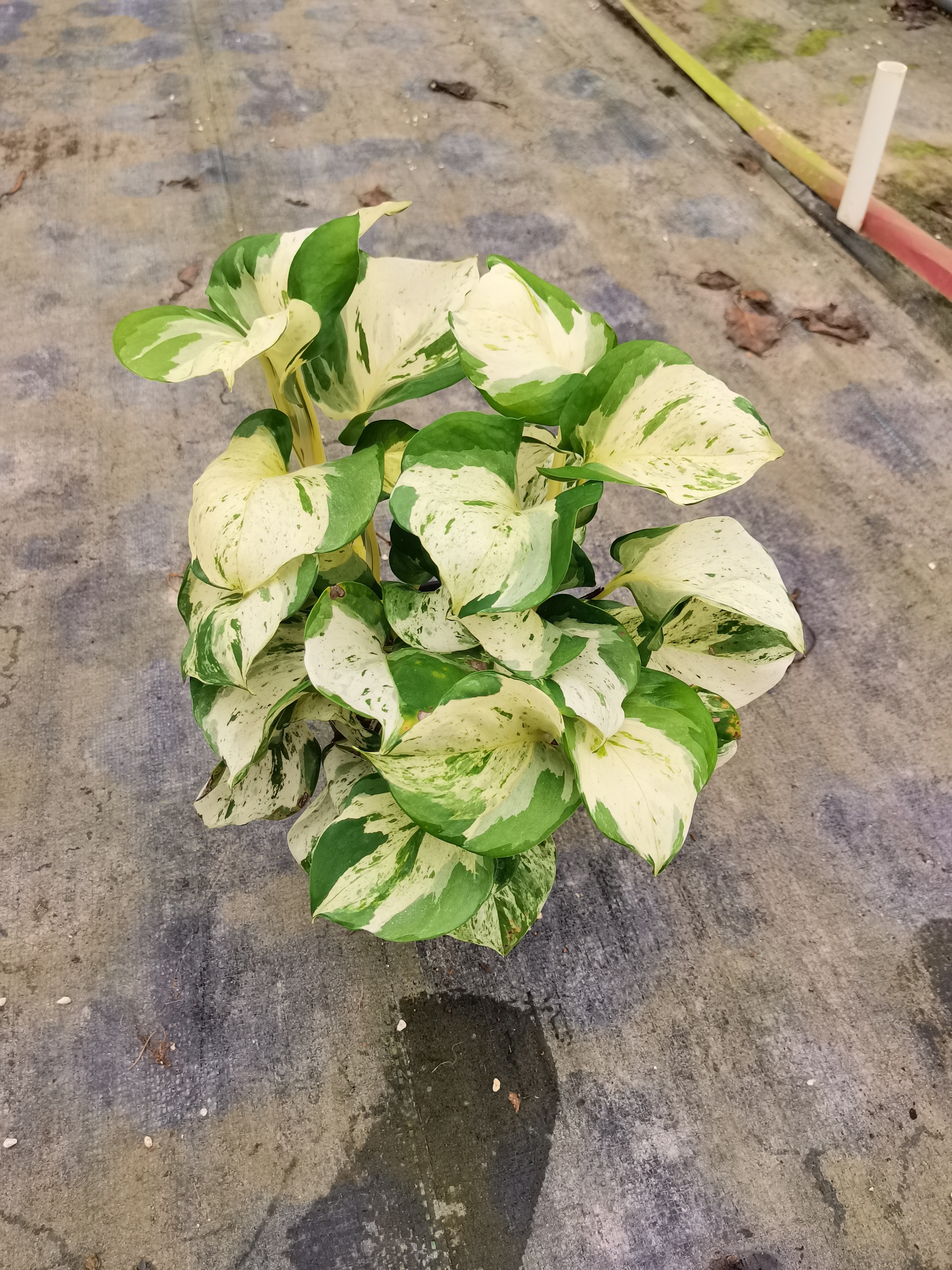 快乐叶子大理石皇后柠檬汁室内客厅爬藤类净化空气水培绿植