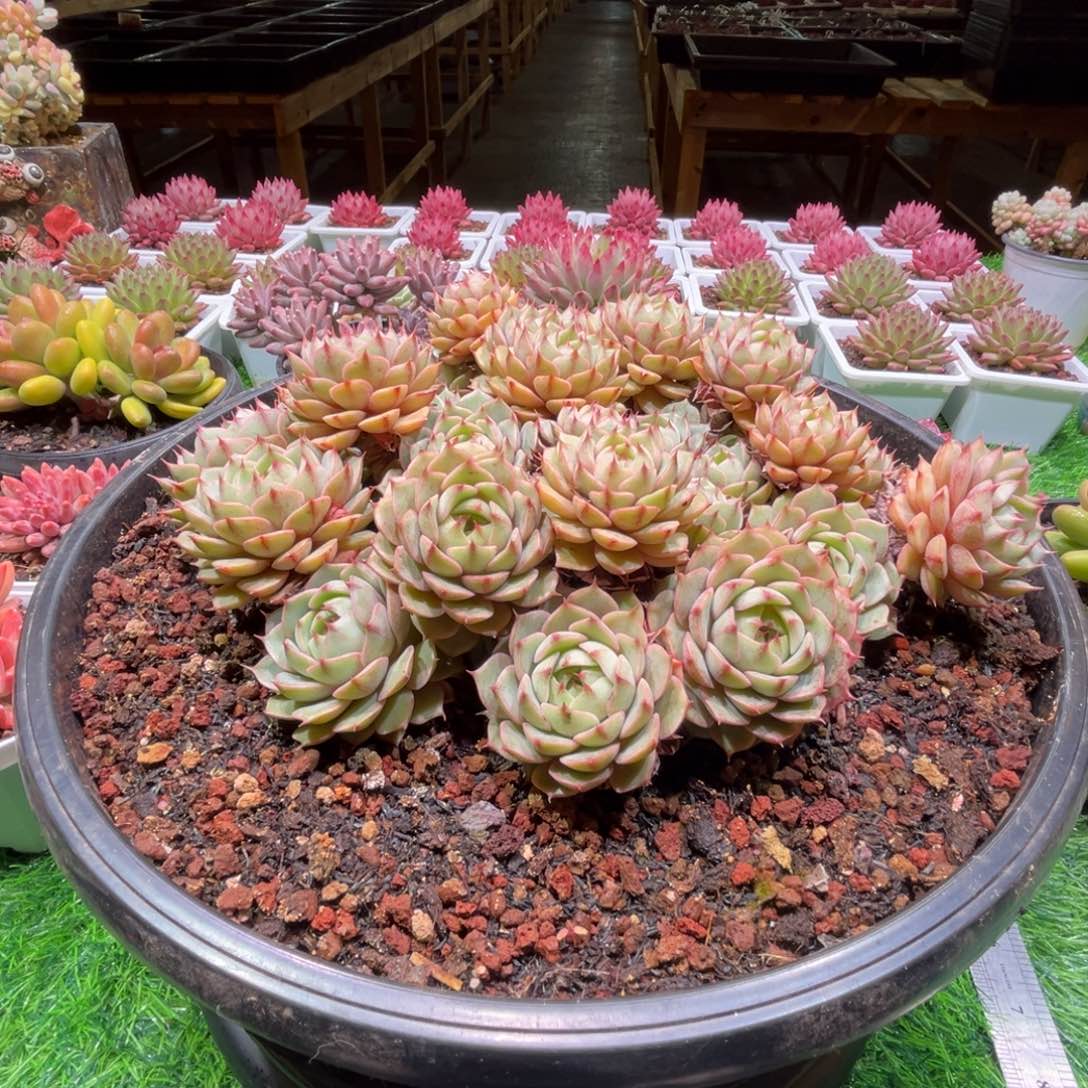 彭***憨本吧群，一物一拍。  