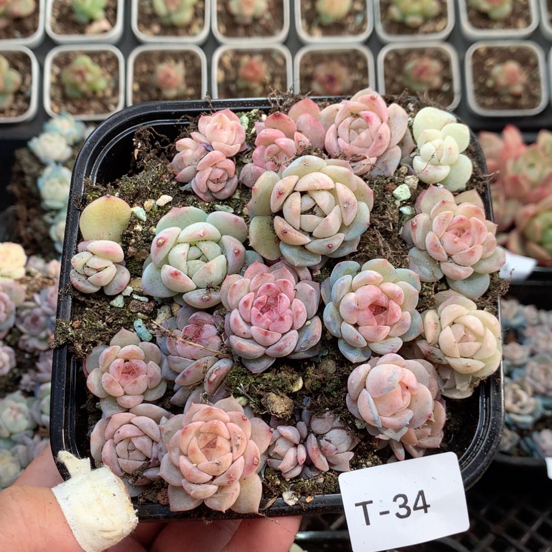 无花朵T34英语英语英语