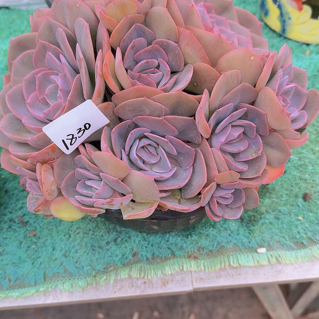 1830尘埃玫瑰多肉植物