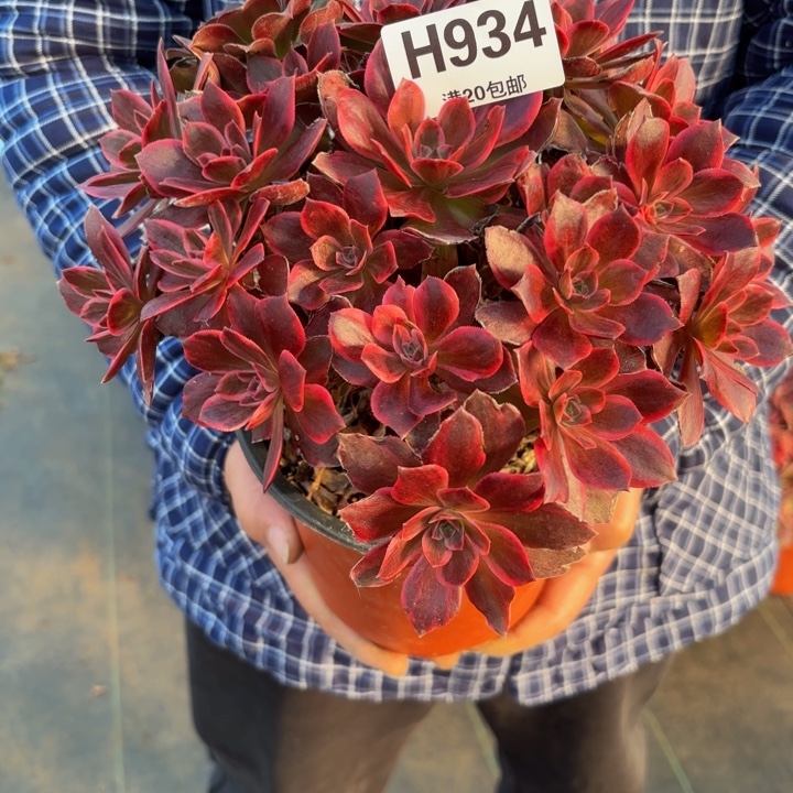 瑞妈，，。。。。934浣纱，