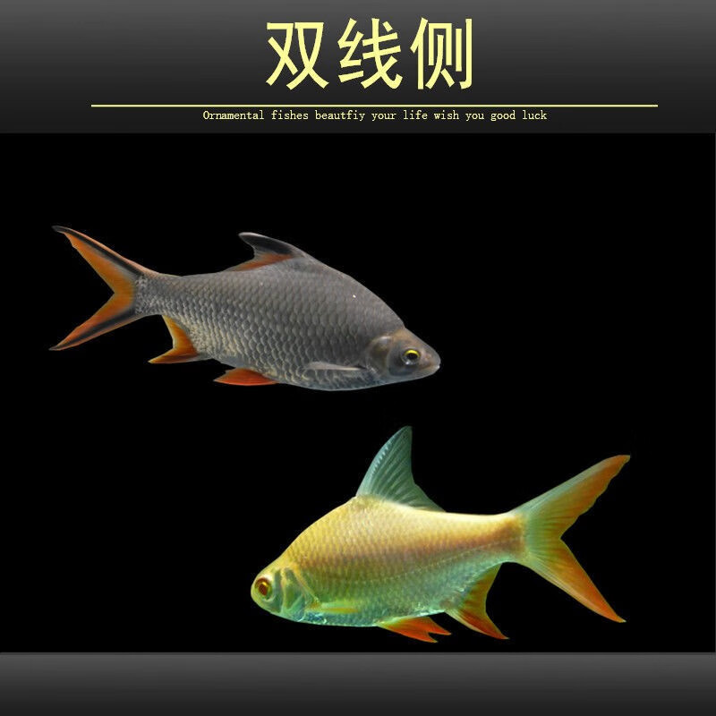 金凤银凤鱼双侧线柠檬鲫鱼龙鱼配鱼15公分1条