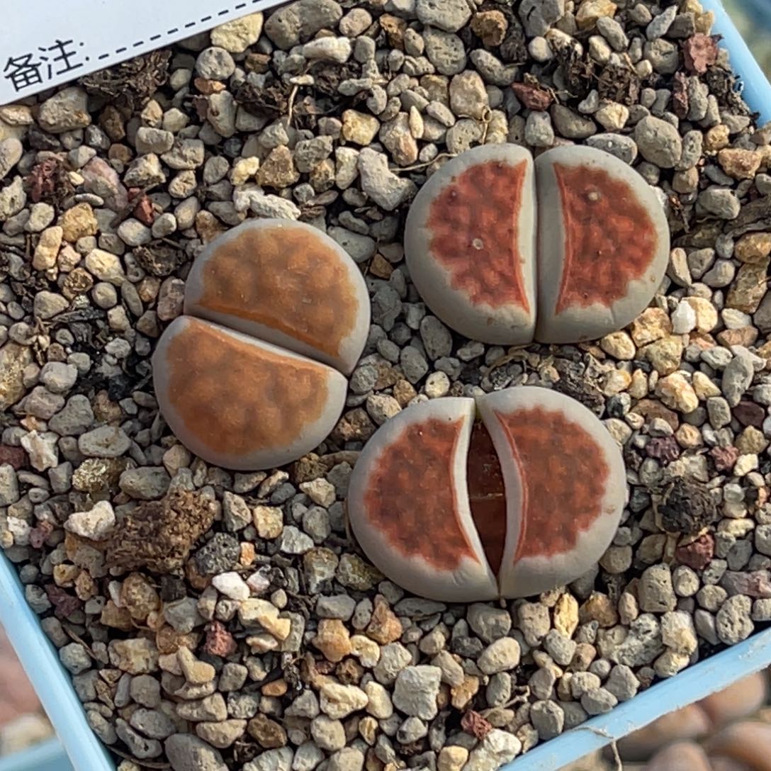 1401冰橙3尺寸1.8