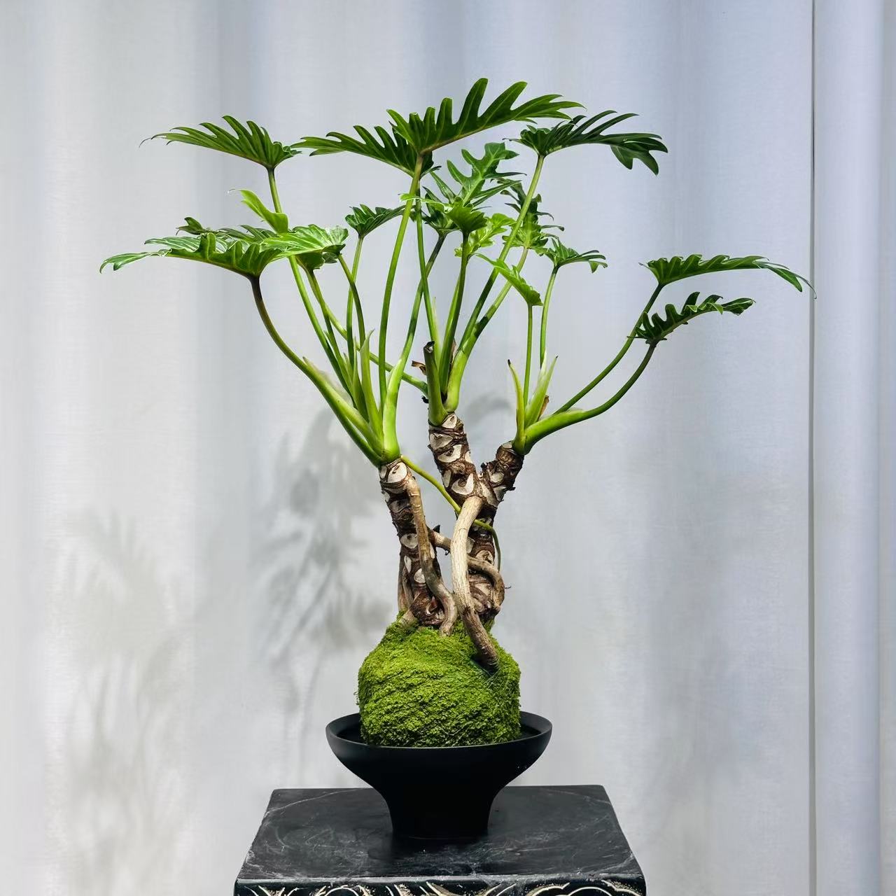 【大棵龙鳞小天使】室内绿植水培盆景桌面茶室玄关禅意植物（不带盆）