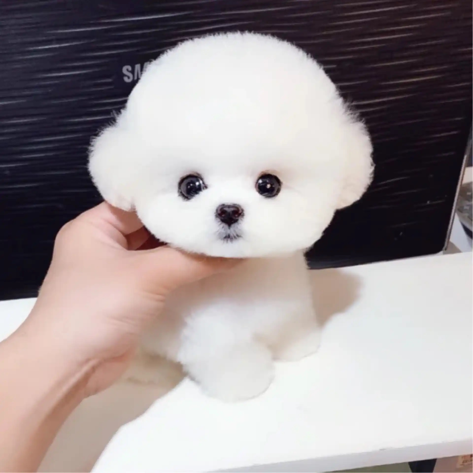 比熊宠物狗狗活体链接
