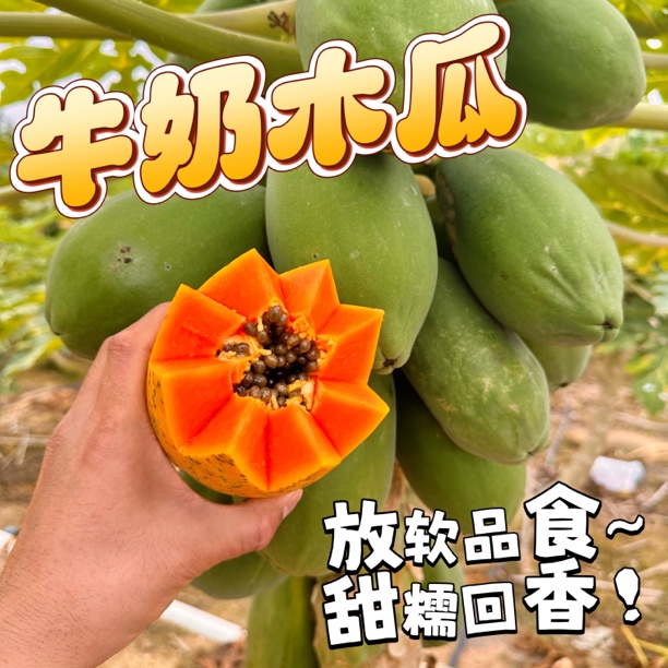 牛奶木瓜冬季果 有绿有黄【整体摁得动才能切】 2-6个果 4.7斤 顺丰