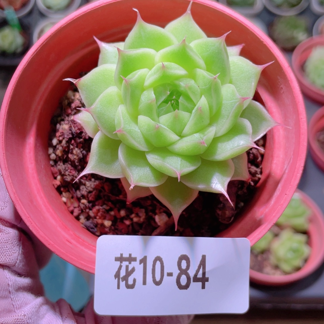 花利美10-84麦秆单头
