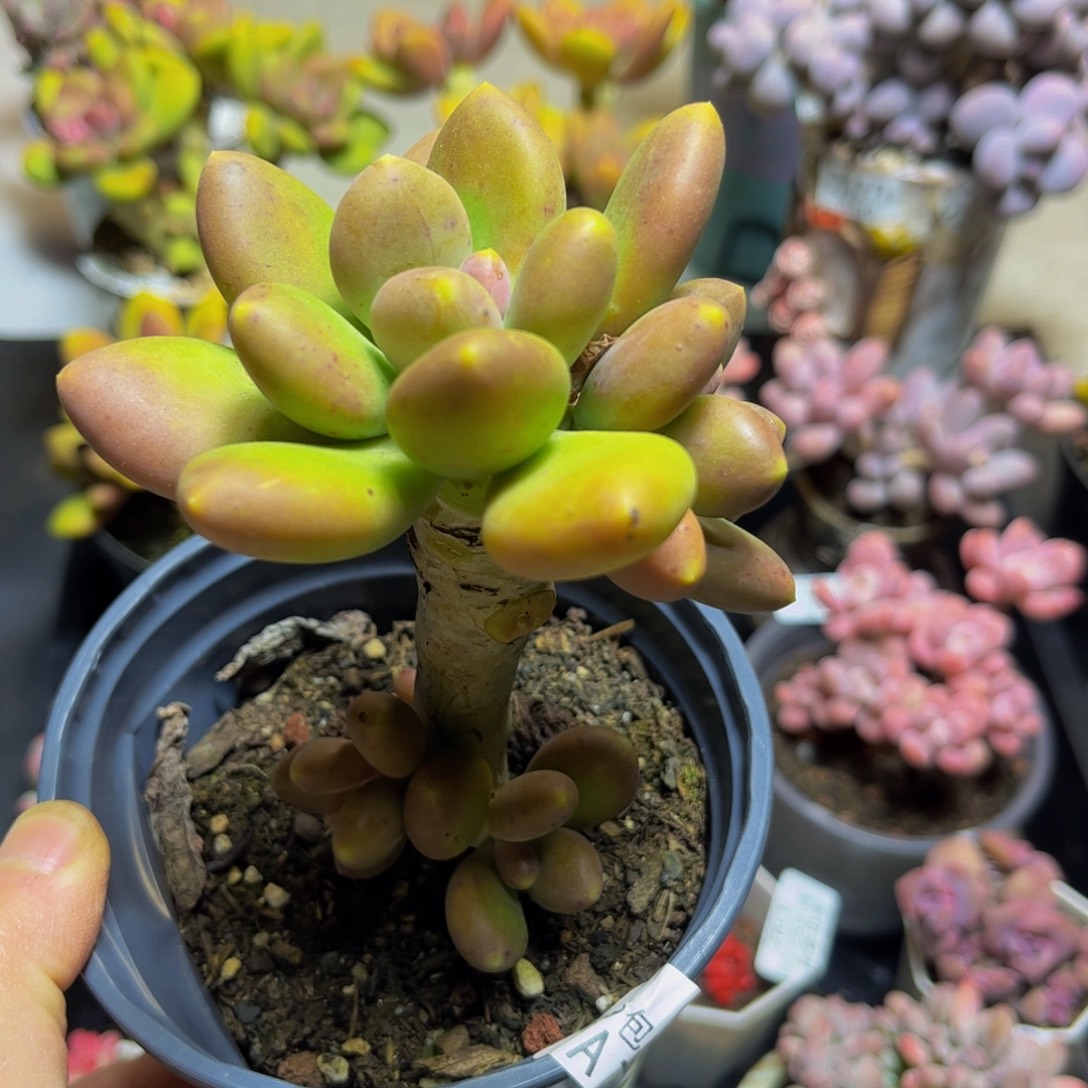 46芒果奶8厘米多肉