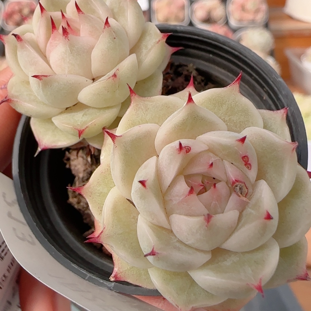 花语多肉0102-213叶伤散