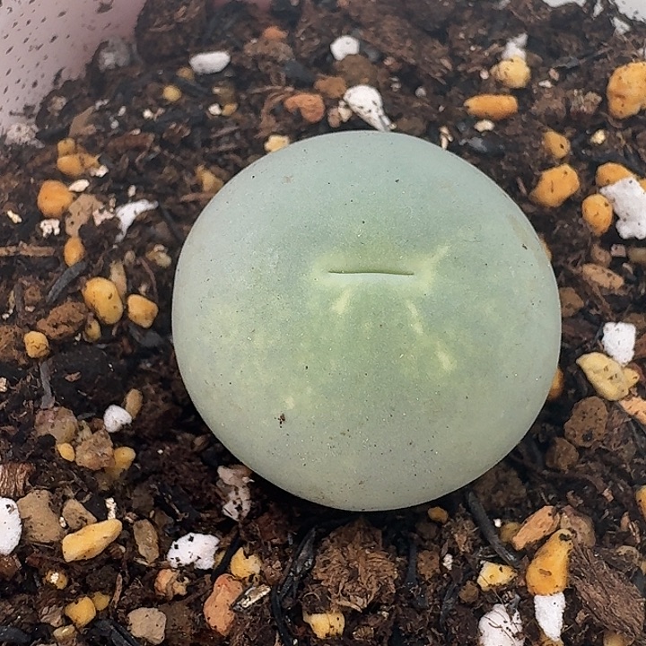 老马生石花2.4鸽子蛋502