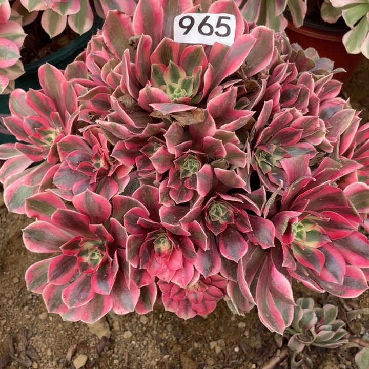 无花朵965多肉植物女妖