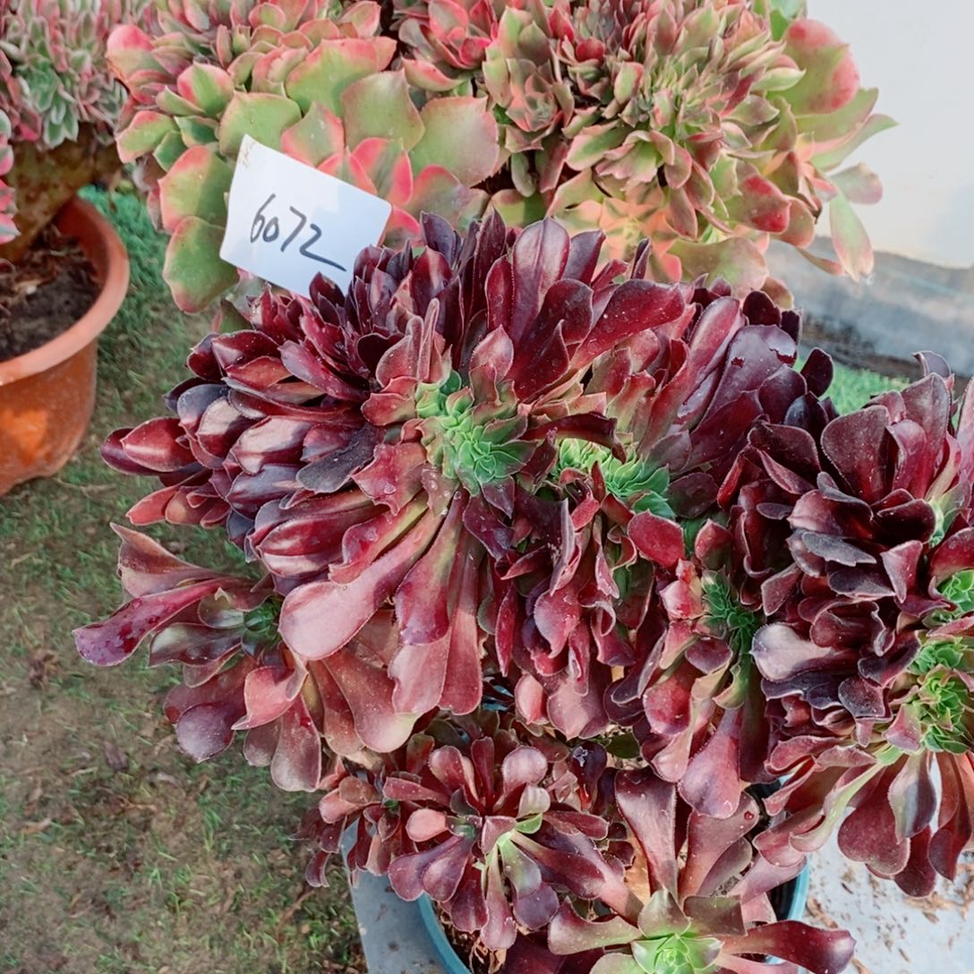 完全开放6072号香妃➕欧紫1颗