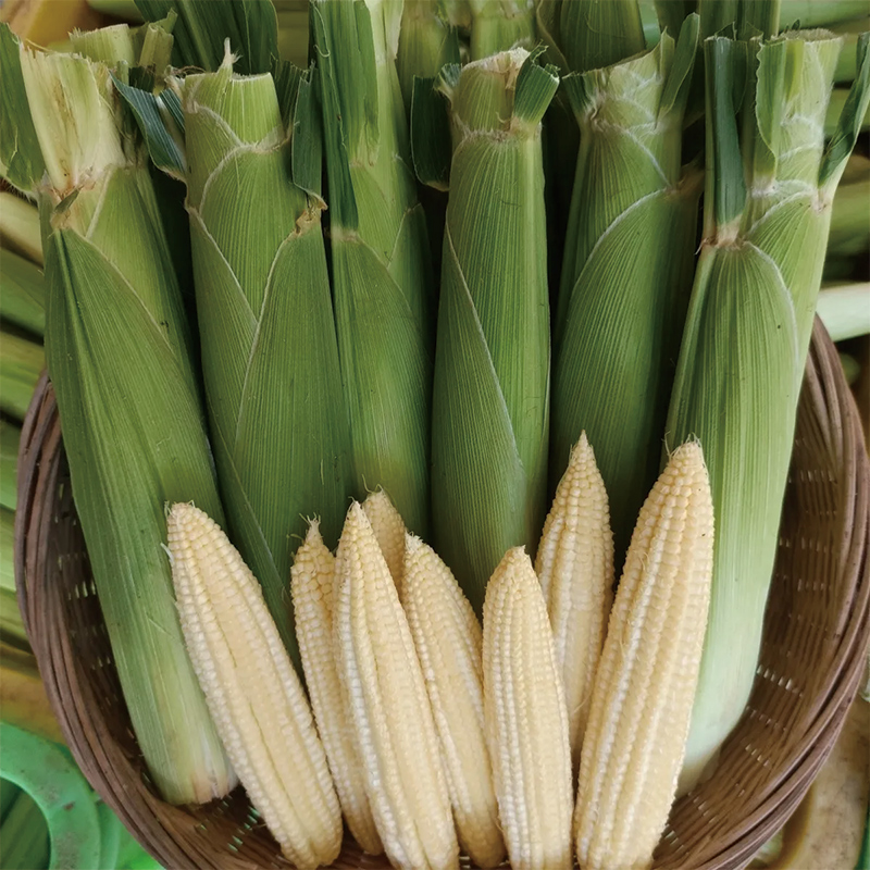 新鲜2025年头茬玉米笋现摘现发儿童孕妇当季玉米笋健康