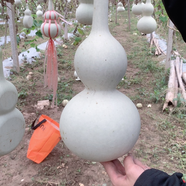 5***7中号现货秒杀现货