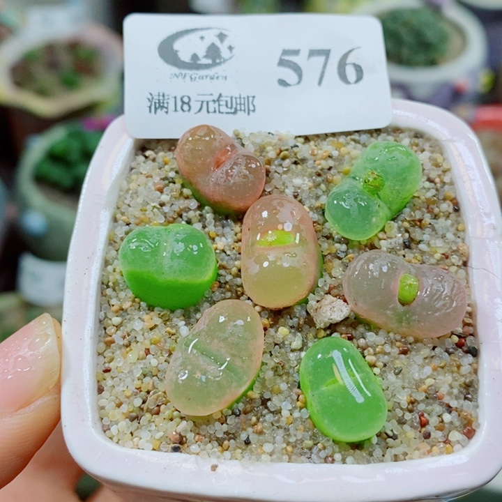 生石花花花花花花576