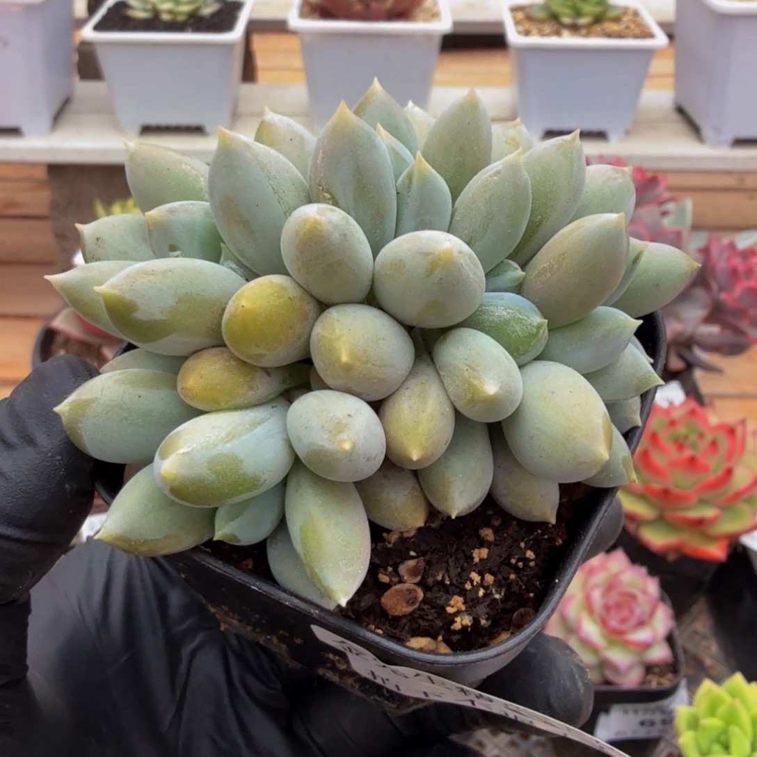 1118-73胖体哥特萝莉