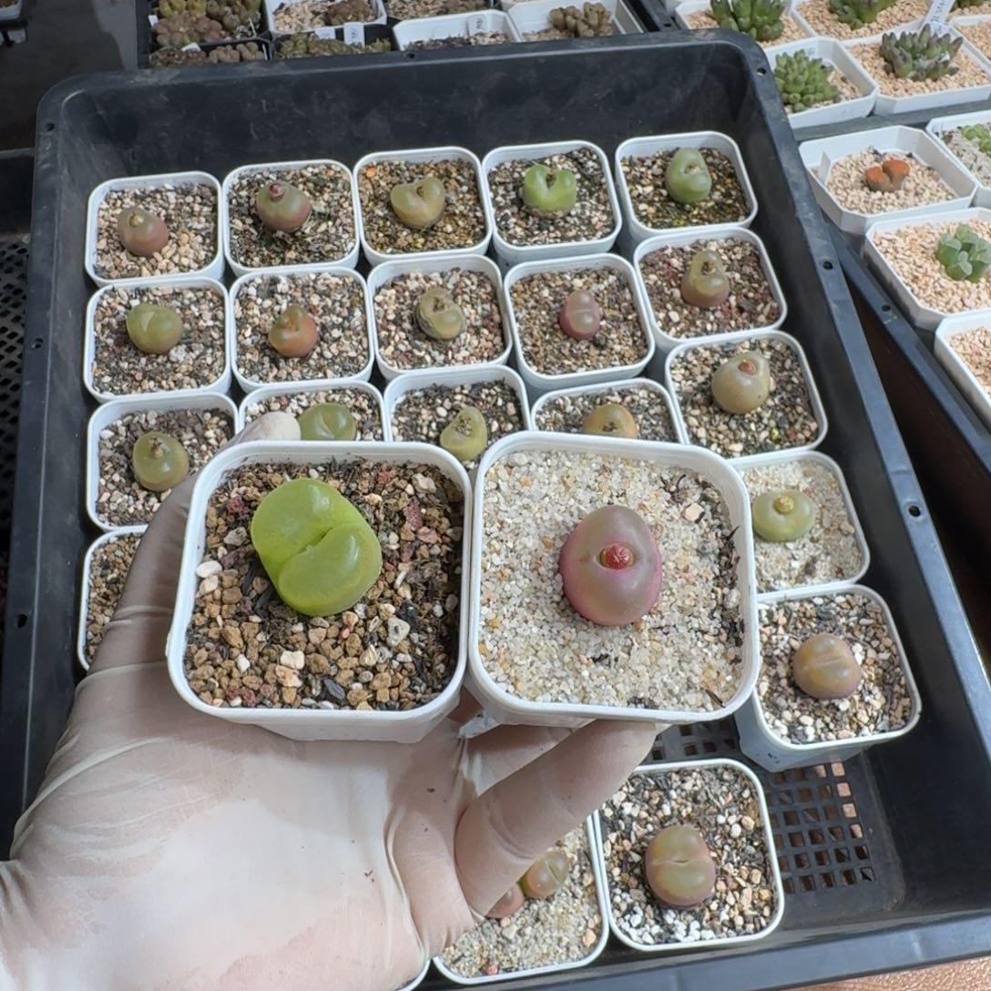 漫****1220-012肉锥肉锥肉锥