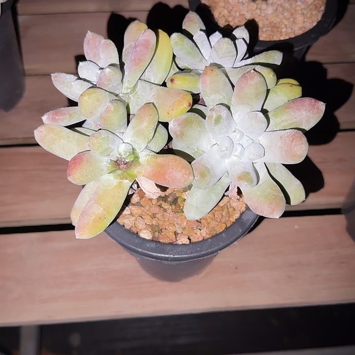 y***y拇指仙女杯多肉植物