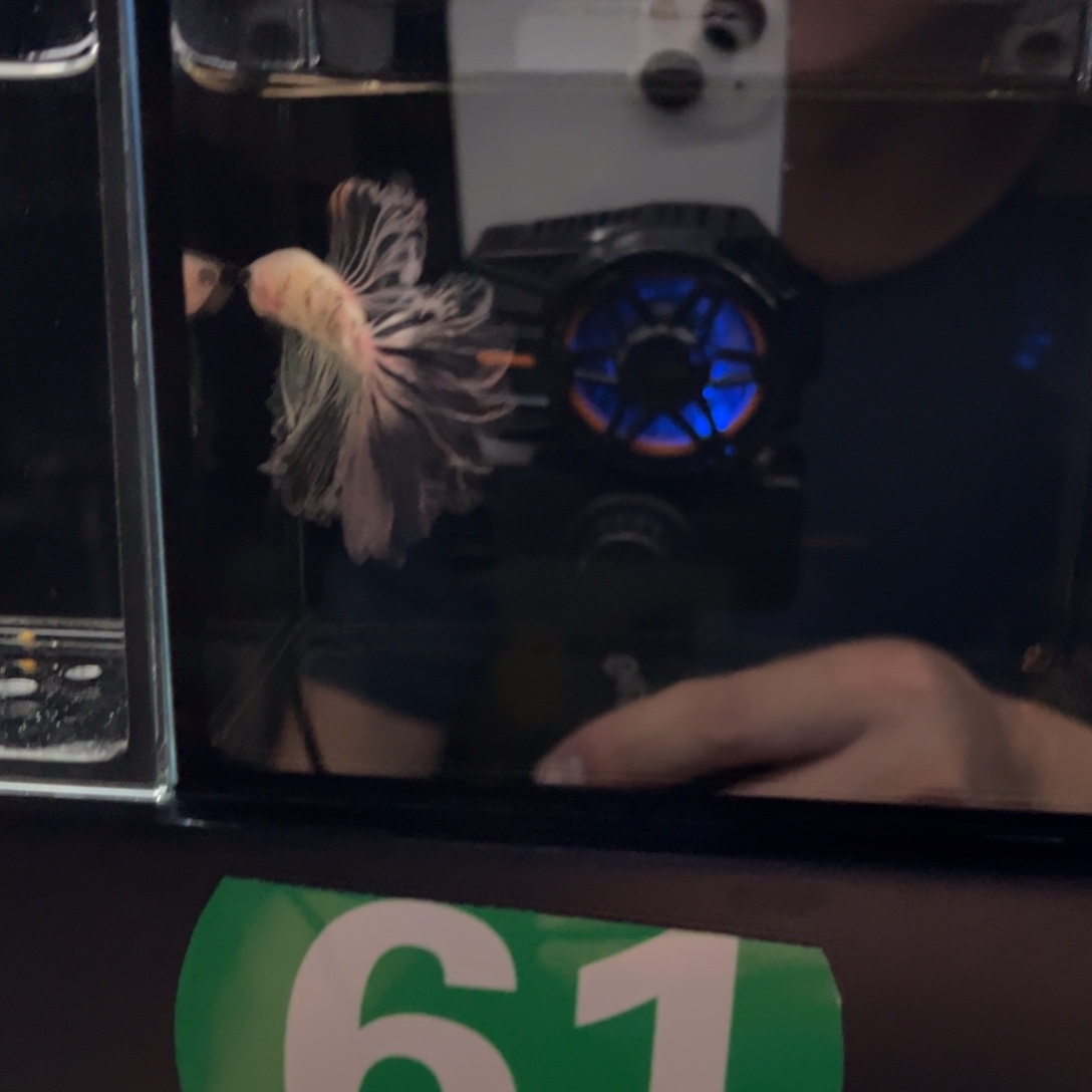 斗鱼61号，61号，61号