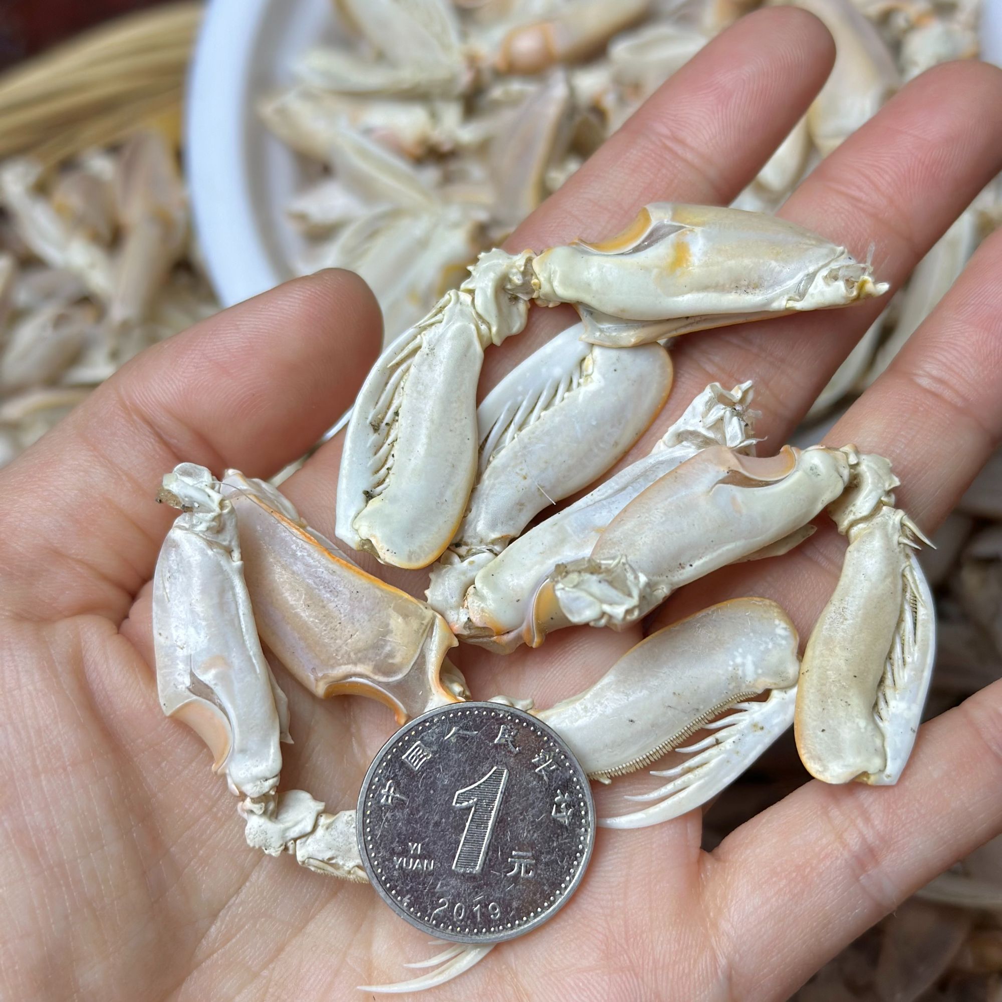 青岛野生皮皮虾腿肉淡干虾姑腿干海瓜子开袋即食无添加