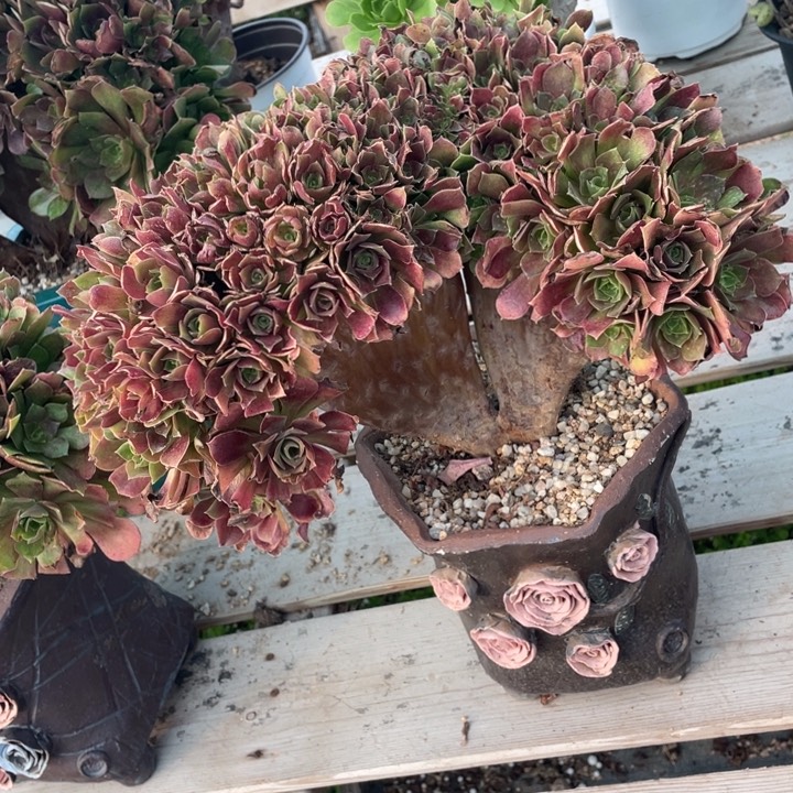 多肉植物有很多品种呢吧笑起来