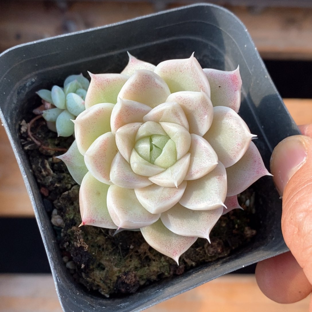 精品多肉一物一拍不包整165