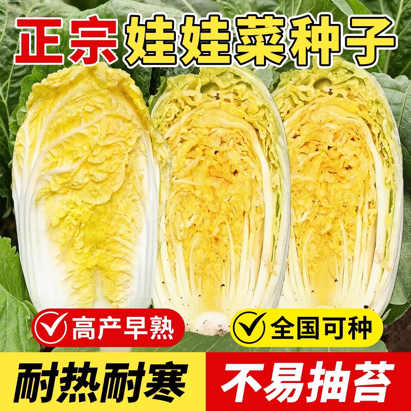 娃娃菜种子耐热耐寒大娃娃菜阳台庭院黄心高山娃娃菜籽菜蔬菜种子