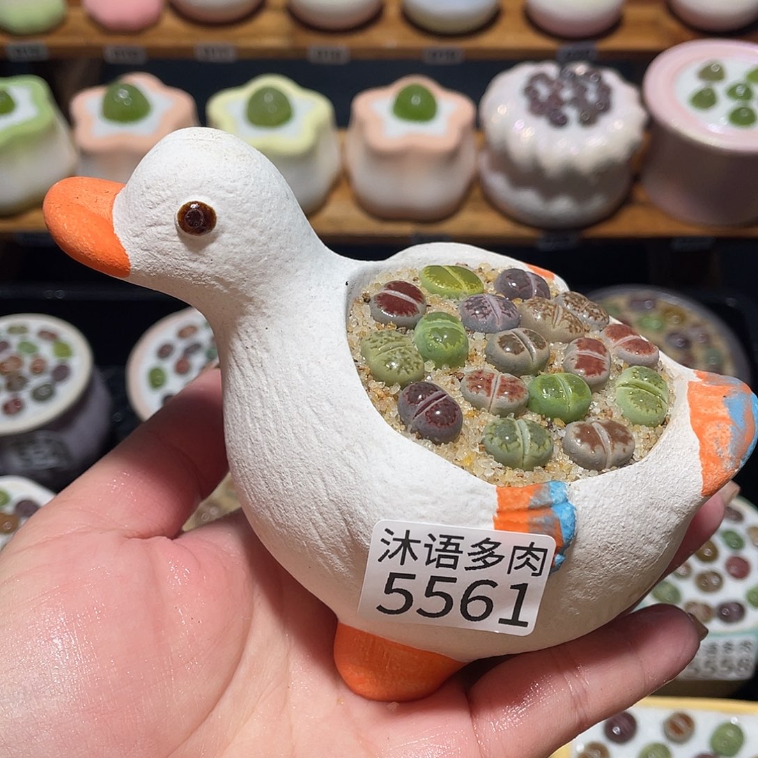 带盆土植物 一物一拍5561