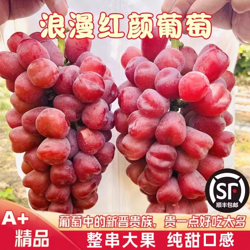 浪漫红颜葡萄红提新鲜水果当季纯甜无籽好吃提子整串【顺丰包邮】