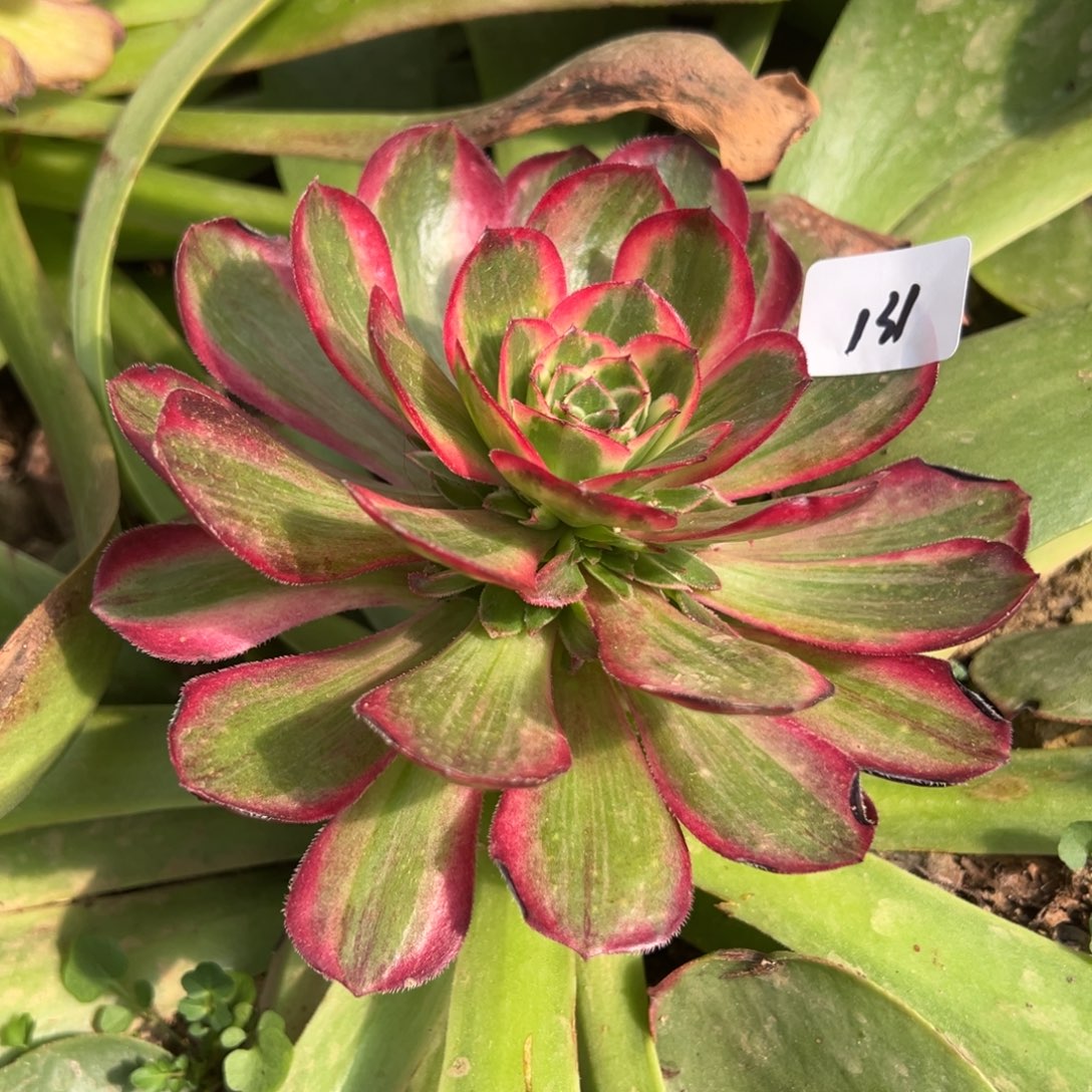 131桃花坞多肉椅子