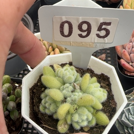 95 一物一拍多肉