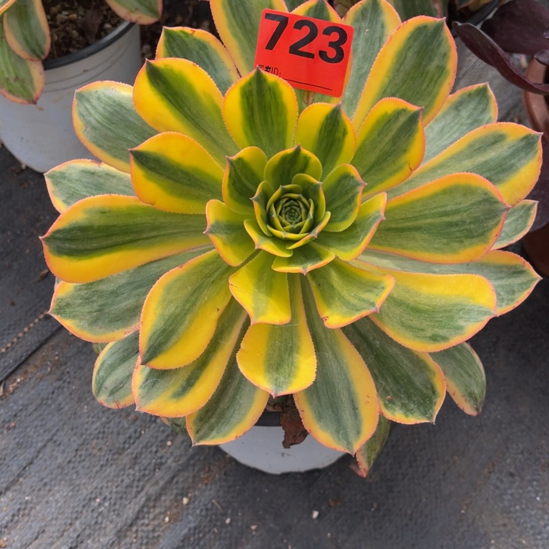 723多肉法师黄龙