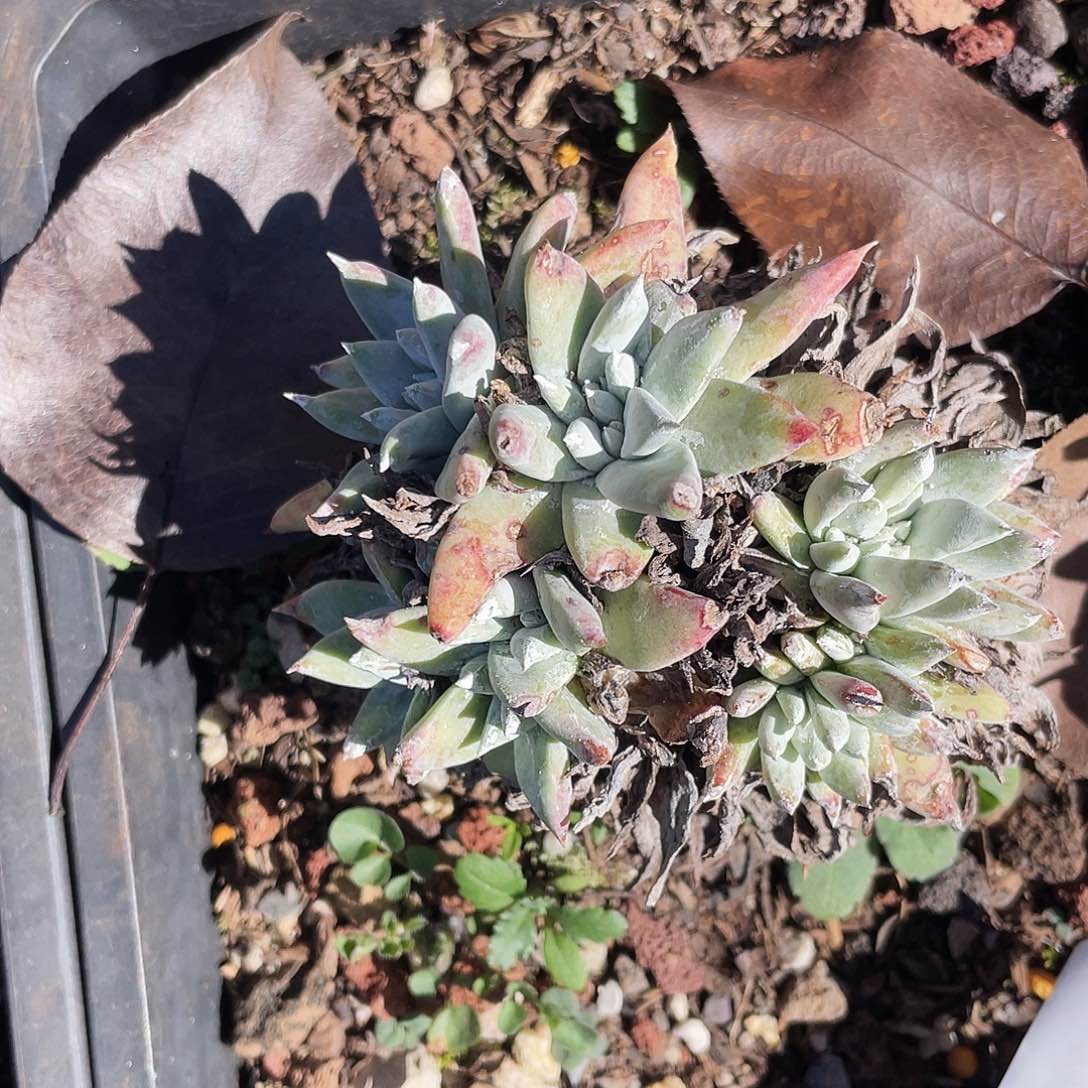 白姆老桩多头7997