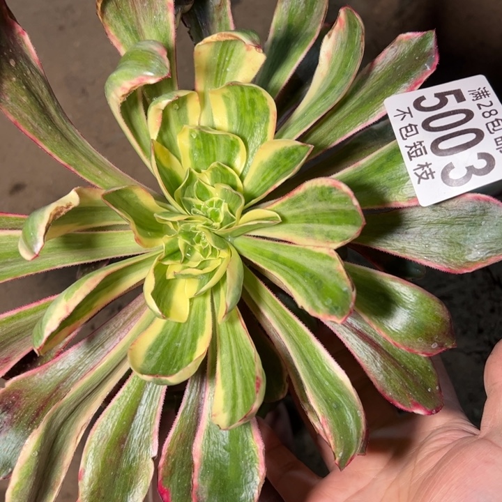 无毒锦缀多肉植物无根5003