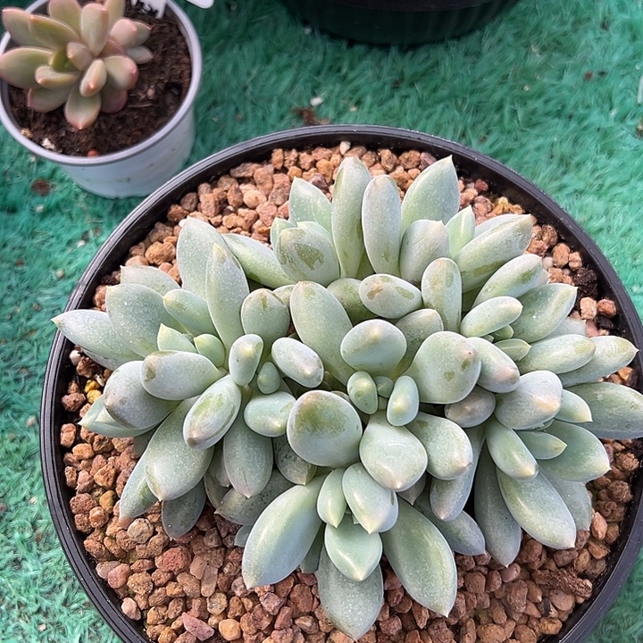 双胖体哥特萝莉群