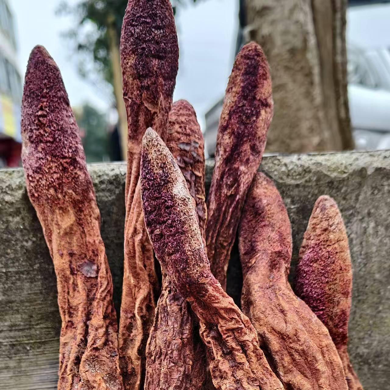 精选整根优质锁阳(250g)