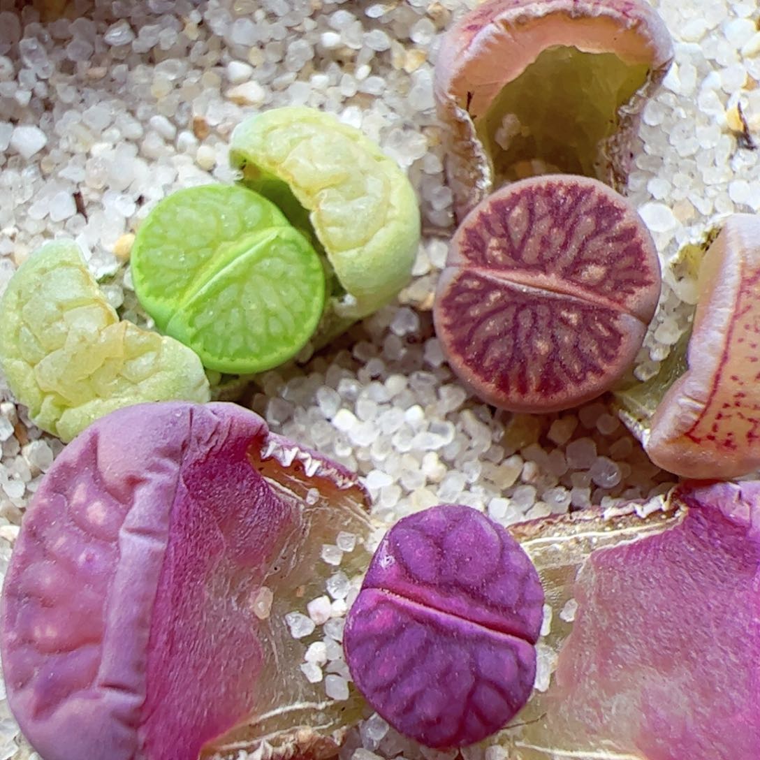 116 优秀的肉肉117