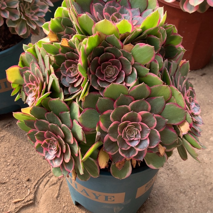 306粉花妖多肉植物特价