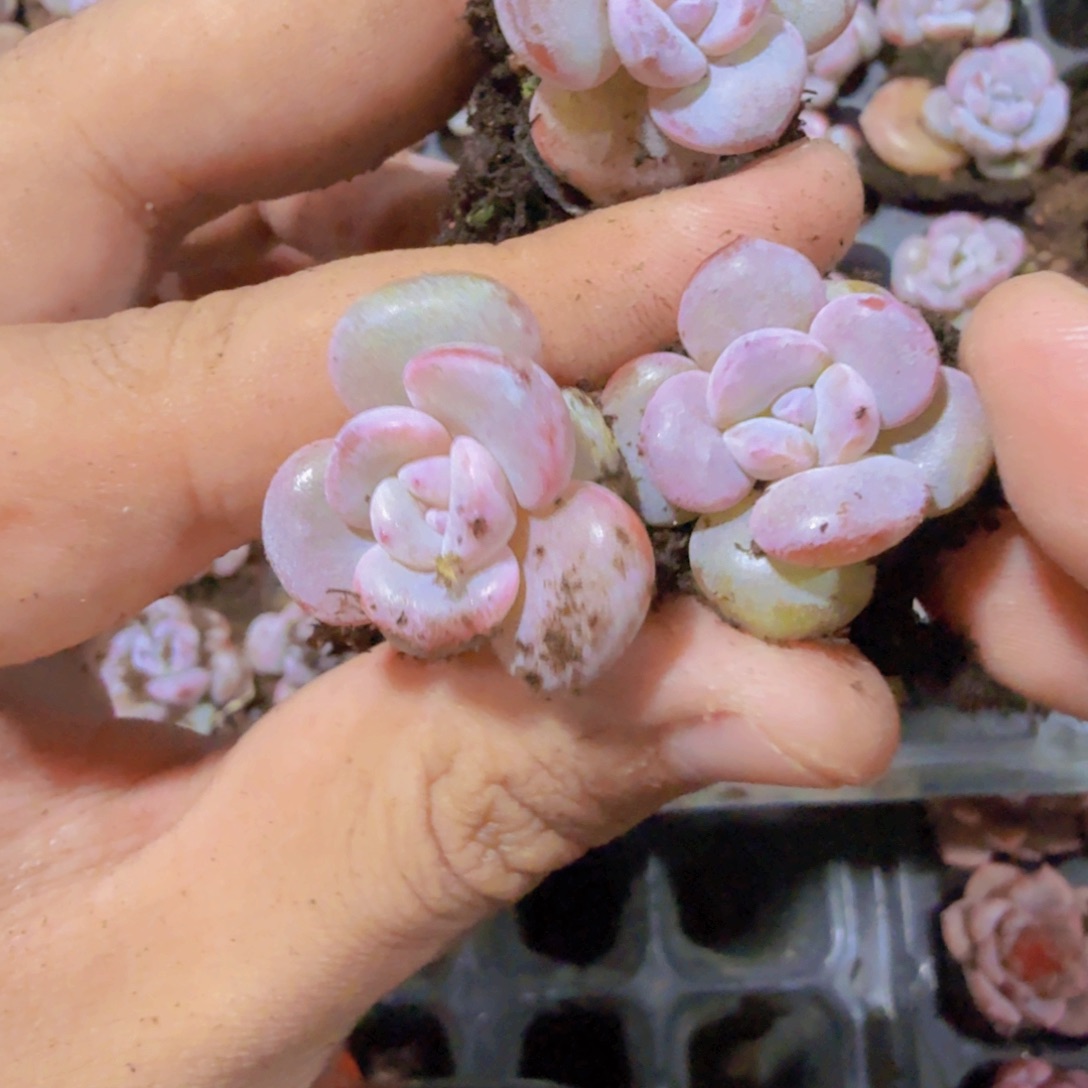 韩版奶茶穴盘五颗一组