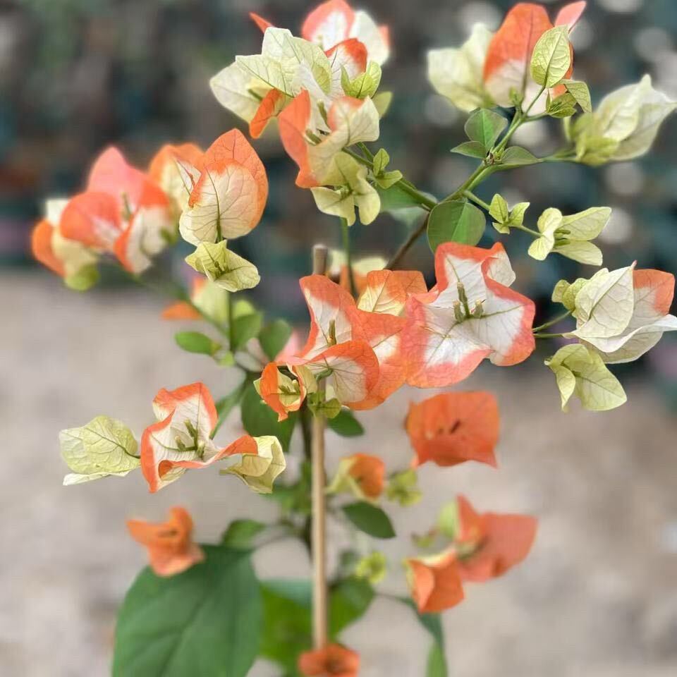 【橙口红】原生盆苗福利款不售后！介意慎拍！