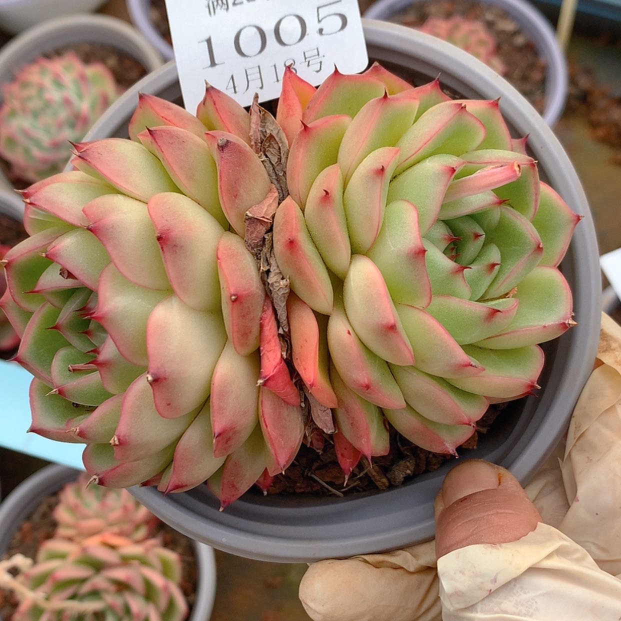 【闪购商品】云1005