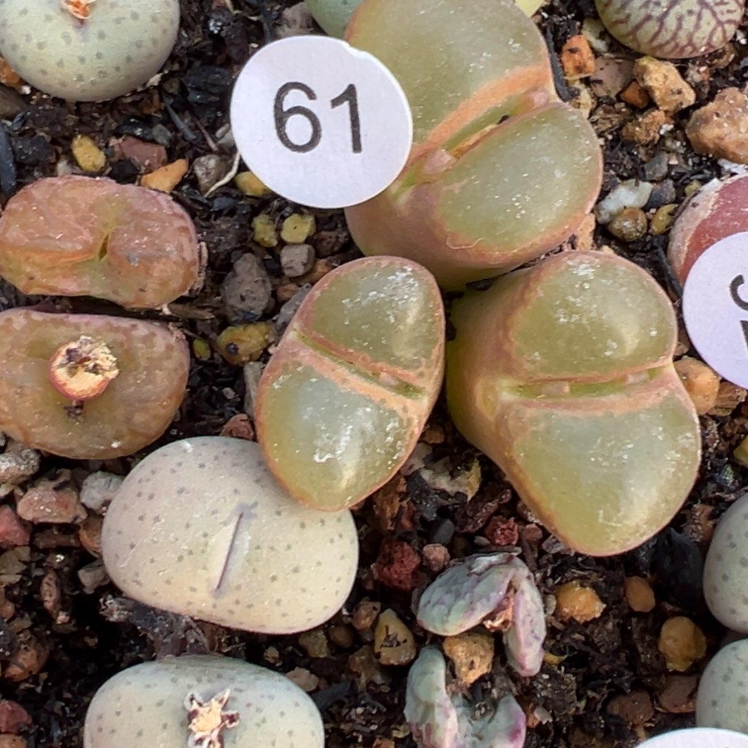 青***椒多肉植物1111111111111