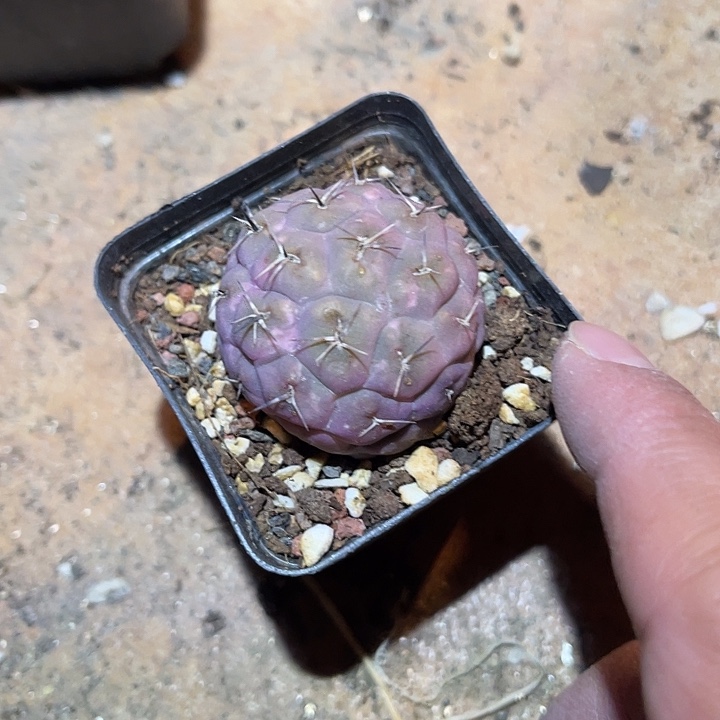 满38包邮2天凑单，脱土晾根发货多肉植物