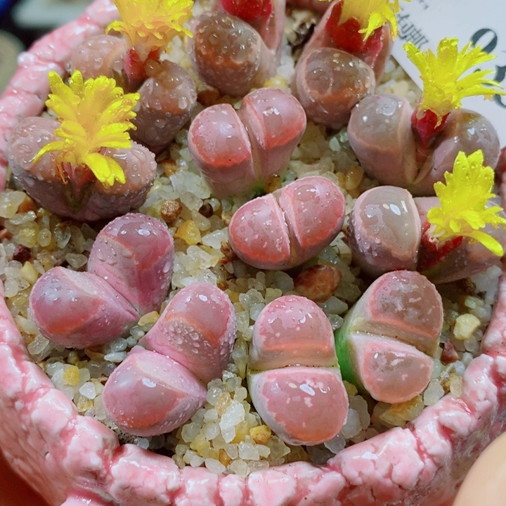 生石花花花花花花花933