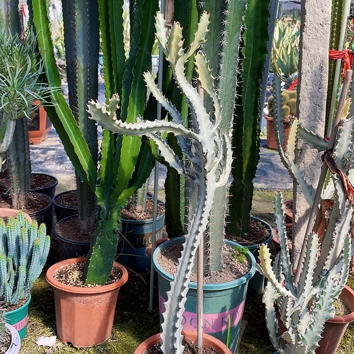 四***，完全开放白龙骨裸根发货