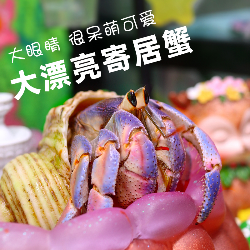 陆生寄屠蟹 家养宠物 深紫黑莓草莓短腕观赏寄居蟹