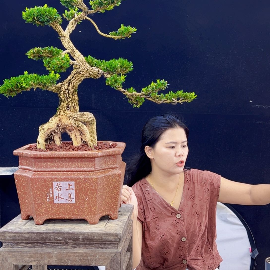 当前无花朵，栽培后可花朵