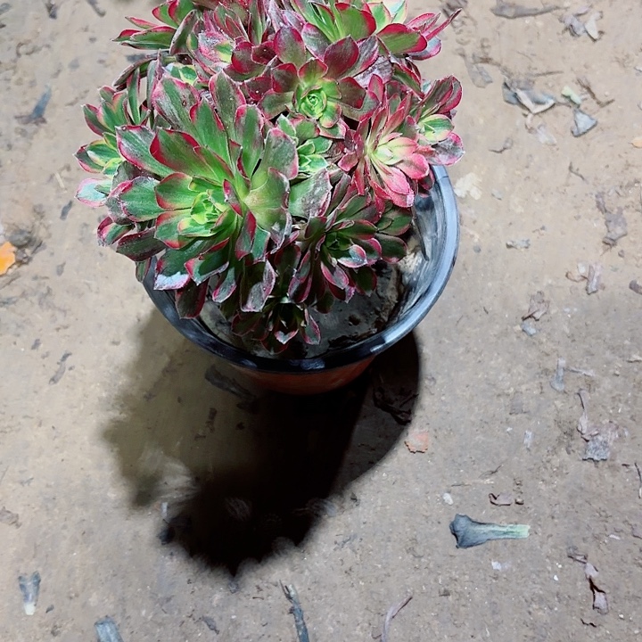 华***廖安娜11111111111111