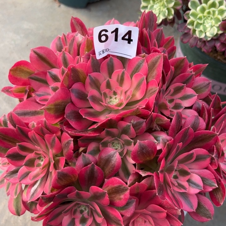 614女巫20厘米左右